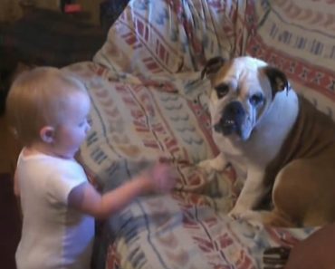 Koiria ja vauvoja samalla videolla – Katso lopputulos