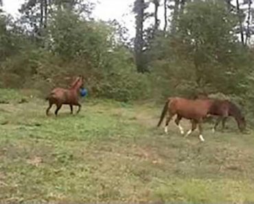 Hevonen joka käyttäytyy kuin koira – Katso hauska video