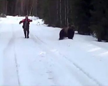 Karhu hyökkää ruotsalaismiestä kohti – Katso mitä hän keksii tehdä