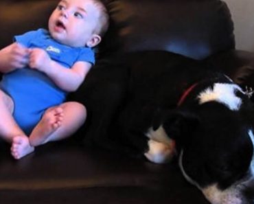 Vauva kakkii vaippoihinsa – Katso koiran mahtava reaktio