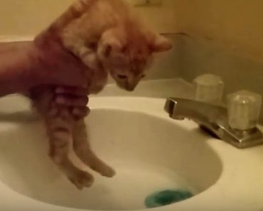 Miten pestä kissanpentu oikeaoppisesti – Katso video