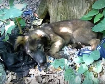 He löysivät hylätyn koiranpennun metsästä – Katso koskettava video