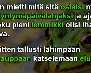 Sammakko