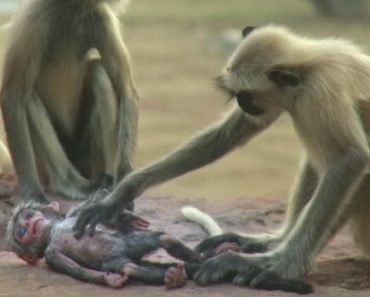 Apinat luulevat tämän nuken olevan kuollut apinanpoikanen – Katso koskettava video