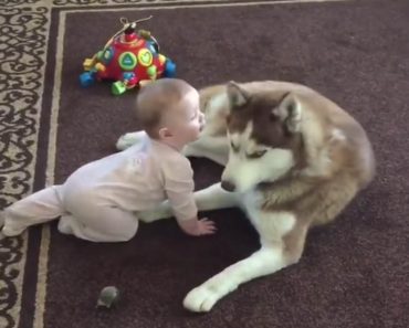 Husky leikkii vauvan kanssa – Katso suloinen video