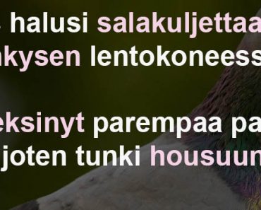 Mies halusi salakuljettaa kyyhkysen