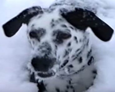 Dalmatialainen osaa ottaa ilon irti runsaasta lumentulosta – Katso video