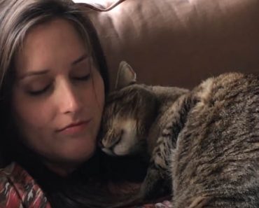 Katso suloinen video miten kissat reagoivat naisen raskauteen