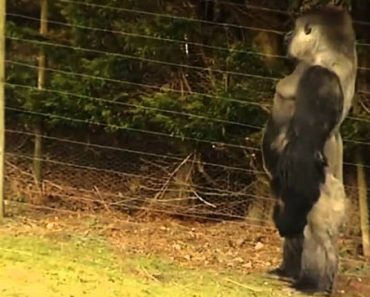 Video: Gorilla on oppinut tempun, joka saa leukasi loksahtamaan auki!