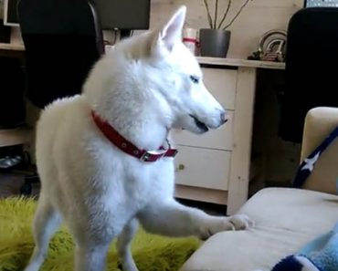 Huskyä kiukuttaa kun omistaja vie sen makuupaikan – Katso hauska video