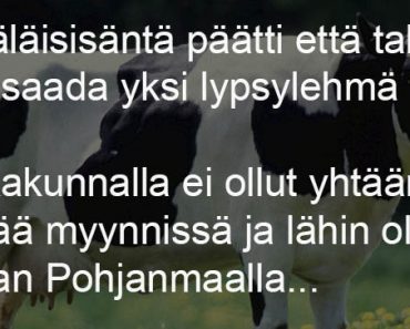 Hämäläisisäntä päätti hankkia uuden lypsylehmän