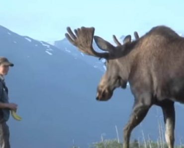 Nainen kasvatti hirven vasasta saakka ja nyt he ovat parhaita ystäviä – Katso video