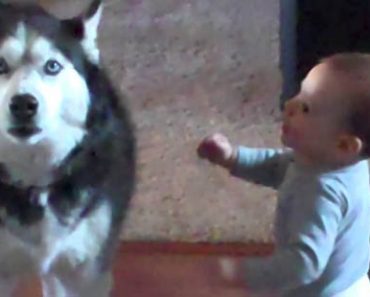 Husky tekee jotain mahtavaa joka kerta kun vauva äänehtii – Katso hauska video!