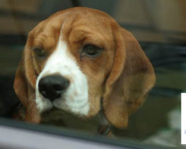 NYT TULI POLIISILTA OHJE: Toimi näin jos näet koiran kuumassa autossa