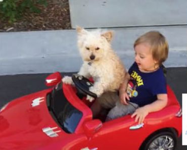 Äiti kuvaa kun poika ja koira istuvat leikkiautossa – Katso mitä mahtavaa tapahtuu seuraavaksi
