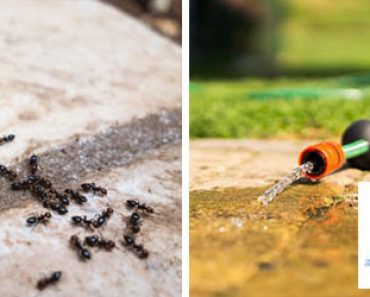 Neljä helppoa ja halpaa vinkkiä, joilla pääset eroon keväällä sisään pyrkivistä muurahaisista