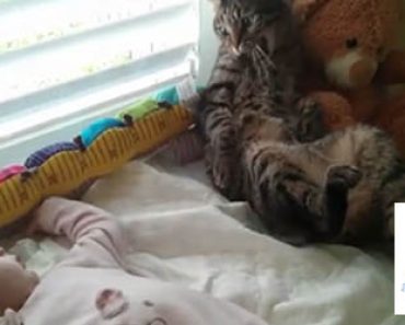 Video: Kissan omituinen reaktio vauvaan on saanut miljoonat repeämään nauruun
