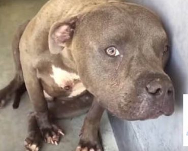 Tämä video on saanut tuhansien kyyneleet valumaan: Hylätty koira saa ensimmäisen kerran rakkautta