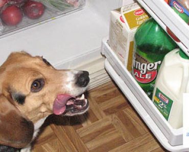 Varoitus: Älä koskaan anna koirallesi tätä arkipäiväistä ruokaa