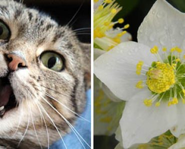 12 Yleistä huonekasvia, jotka voivat olla hengenvaarallisia kissallesi