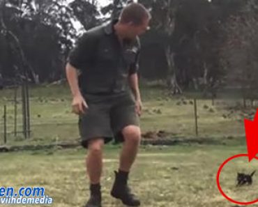 Tasmanian paholainen jahtaa miestä – Tämä video saa sinut rakastumaan pussiahmoihin!