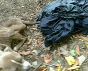 Nainen löysi hylätyn koiran roskiksesta – Poliisit järkyttyivät kun paljastui kuka sen oli hylännyt