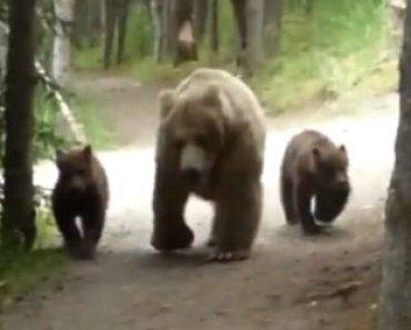 Tämä video nostaa sykkeen pilviin! – Karhuemo ja poikaset jahtaavat miestä metsässä