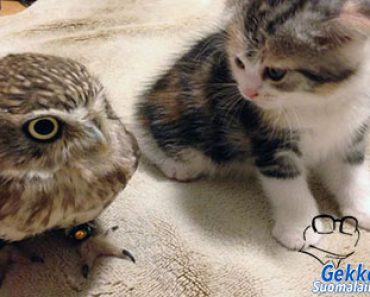 Pieni kissanpentu ja pöllönpoikanen tapaavat ensi kertaa – Lopputulos sulattaa kaikkien sydämet