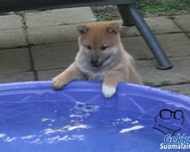 Koiranpennun reaktio uima-altaaseen on saanut miljoonien sydämet sulamaan