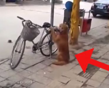 Koira odottaa omistajaansa pyörän luona – Katso mitä uskomatonta tapahtuu, kun omistaja saapuu paikalle
