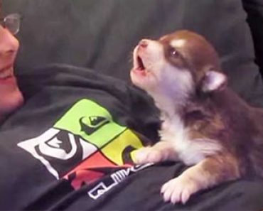 Söpöysvaroitus! 20 päivän ikäinen koiranpentu tekee jotain todella suloista – Katso video