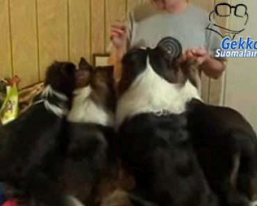 Omistaja antaa koirille herkkupaloja – Katso mitä yksi veijari keksii tehdä saadakseen enemmän herkkuja