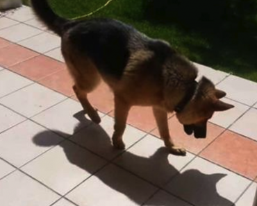 Koira huomaa yllättäen oman varjonsa – Katso sen mahtava reaktio
