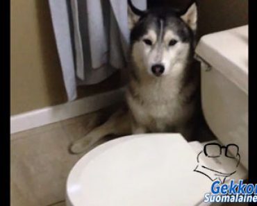 Omistaja yrittää saada huskya kylpyyn – Koiran reaktio on saanut miljoonat ihmiset nauramaan