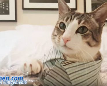 Kissa painaa kelloa ja vaatii aamiaista sänkyyn – Katso hauska video