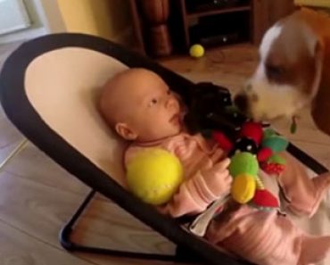 Koira vie vauvalta lelun jonka jälkeen se pyytää anteeksi mahtavalla tavalla – Katso suloinen video