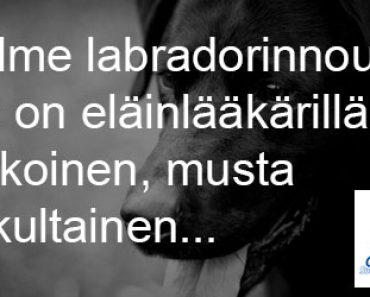 Kolme labradorinnoutajaa eläinlääkärissä