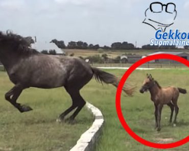 Pieni hevonen ei uskalla hypätä esteen yli – Katso mitä äitihevonen tekee