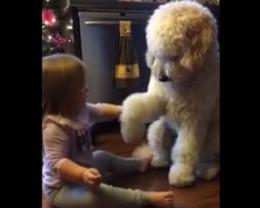 Pikkutyttö opettaa koiranpentuaan antamaan tassua mitä suloisimmalla tavalla