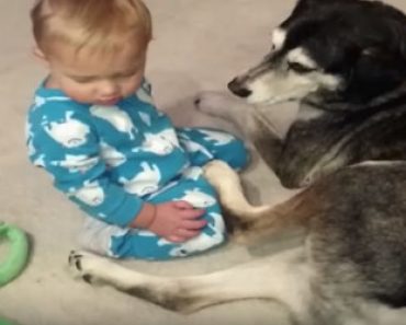 Vauva on nukahtamaisillaan istualleen – Katso miten perheen koira reagoi!