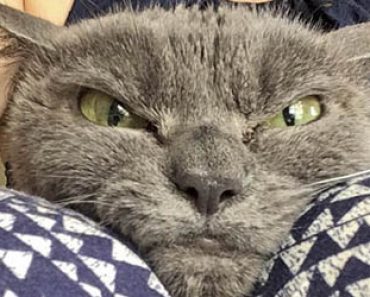 Maailman vihaisimman näköinen kissa on odottanut adoptointia jo vuoden päivät (12 Kuvaa)