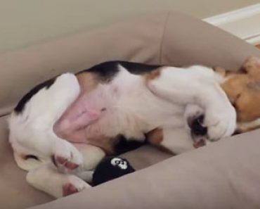 Beagle-koiranpentu ei halua herätä – Suloinen video leviää somessa