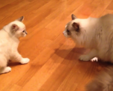 Kissanpentu saapuu uuteen kotiin ja tapaa perheen toisen kissan – Katso suloinen video