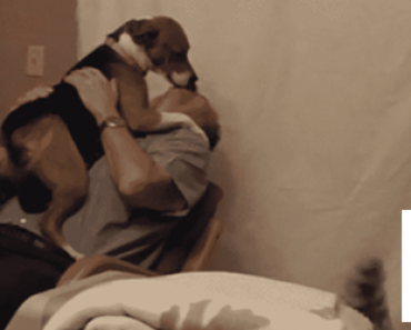 Mies adoptoi koiran löytökodista – Katso mitä koira tekee kiittääkseen uutta omistajaansa