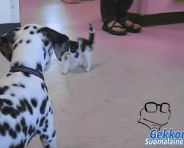 Koiranpentu tapaa ensimmäistä kertaa elämässään kissanpennun – Katso mahtava video