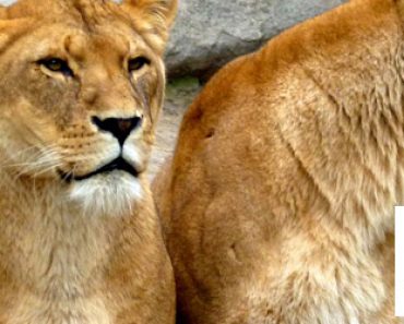 Nainen pelasti leijonanpennut sirkuksesta – 7 vuotta myöhemmin näemme jotain uskomatonta