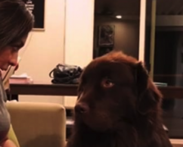 Nainen pyytää koiraltaan anteeksi – Katso koiran reaktio, kun se viimein hyväksyy anteeksipyynnön