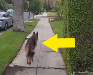 Mies menee puun taakse piiloon saksanpaimenkoiraansa – Koiran mahtava reaktio leviää netissä