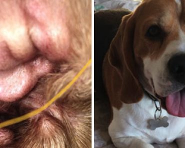 Koiran korvasta löytyi vahingossa presidentti Donald Trump