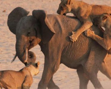 14 Leijonaa vastaan yksi norsunpoikanen – Kumpi voittaa? (Katso uskomaton video!)